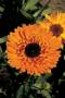 Seminte profesionale Calendula officinalis - Galbenele - imagine 49102